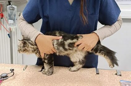 Dr Broens fait de l'ostéopathie sur un chat